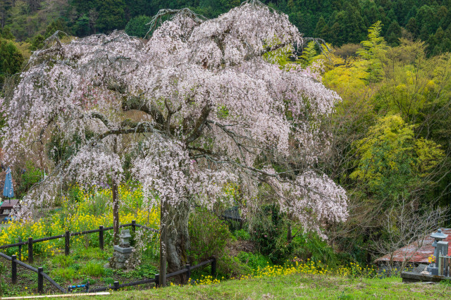 土佐原のしだれ桜